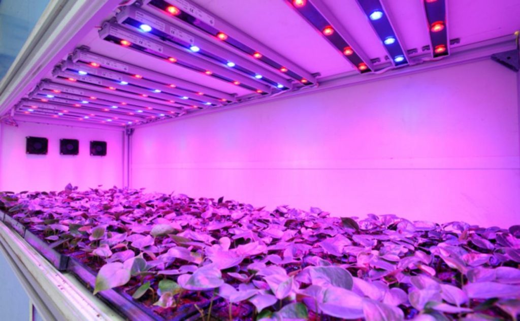 Картинки по запросу Ультрафиолетовые лампы для растений