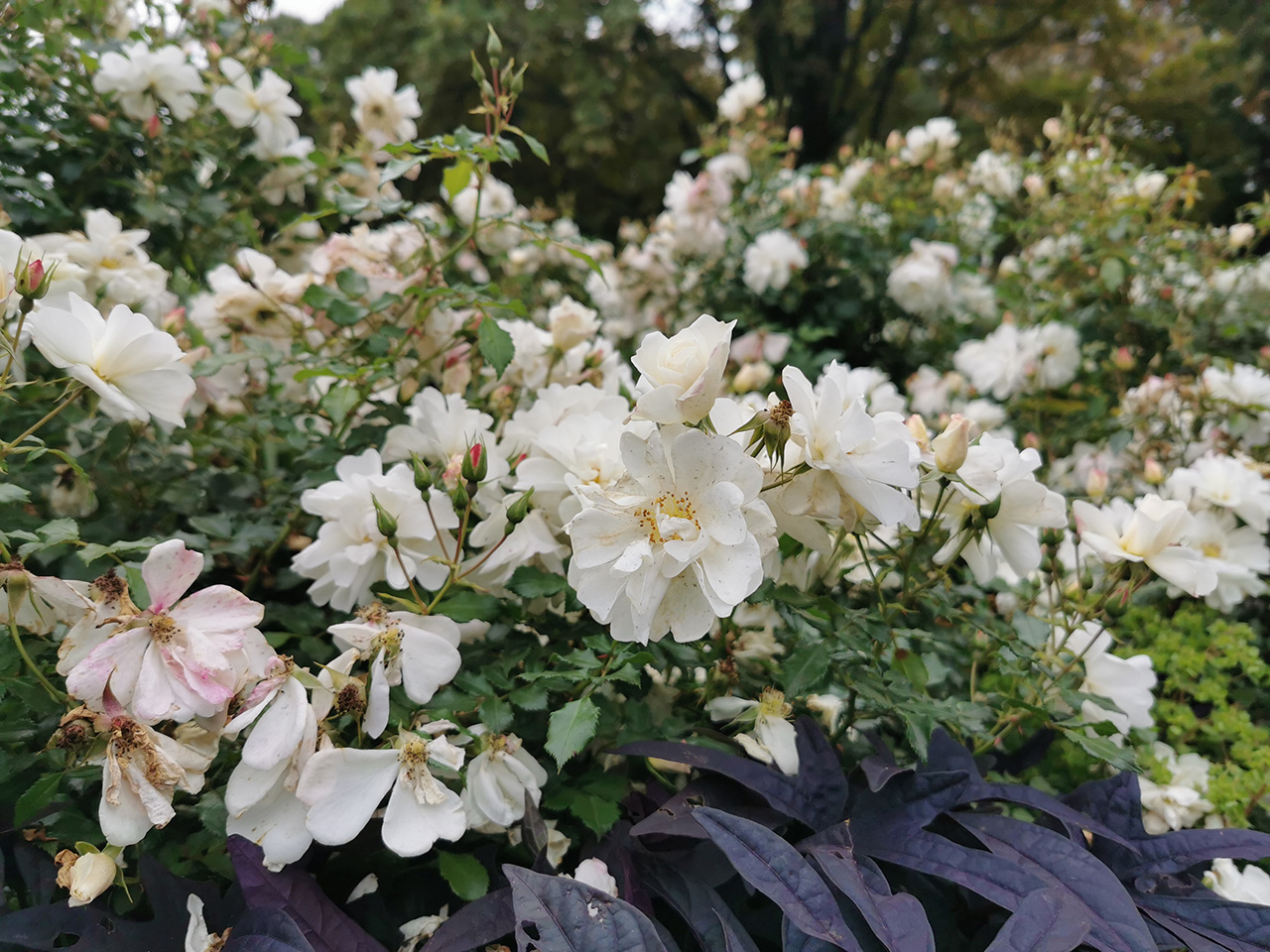 Технические характеристики Huawei Honor 4C Pro и цены