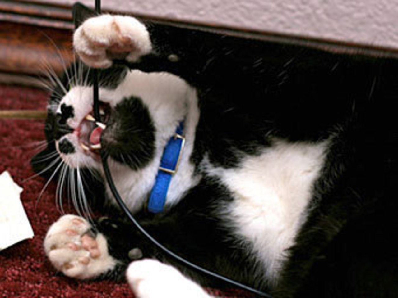 Как защитить провода от кошки