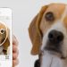 Технология распознавания собак по рисунку носа: новости