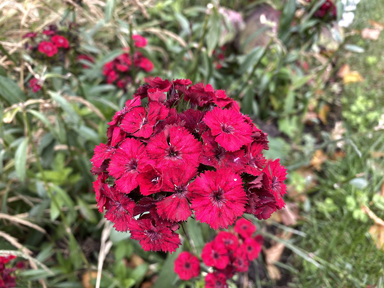 Технические характеристики Huawei Honor 4C Pro и цены