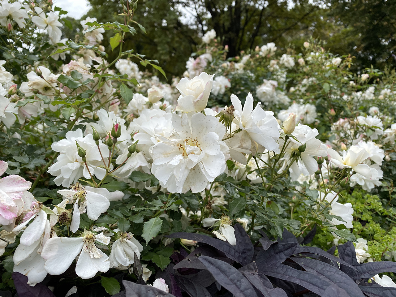 Технические характеристики Huawei Honor 4C Pro и цены