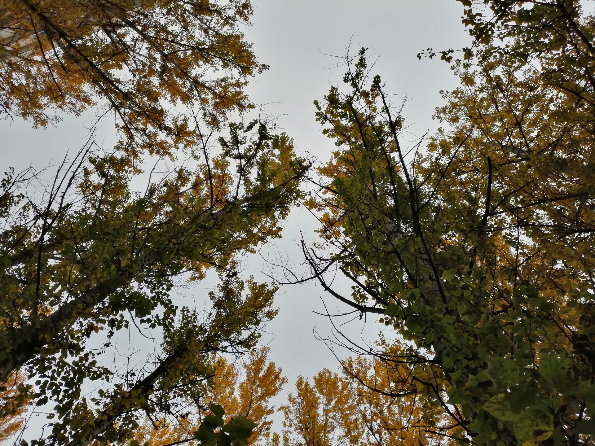 Смартфон Honor 8X - отзывы