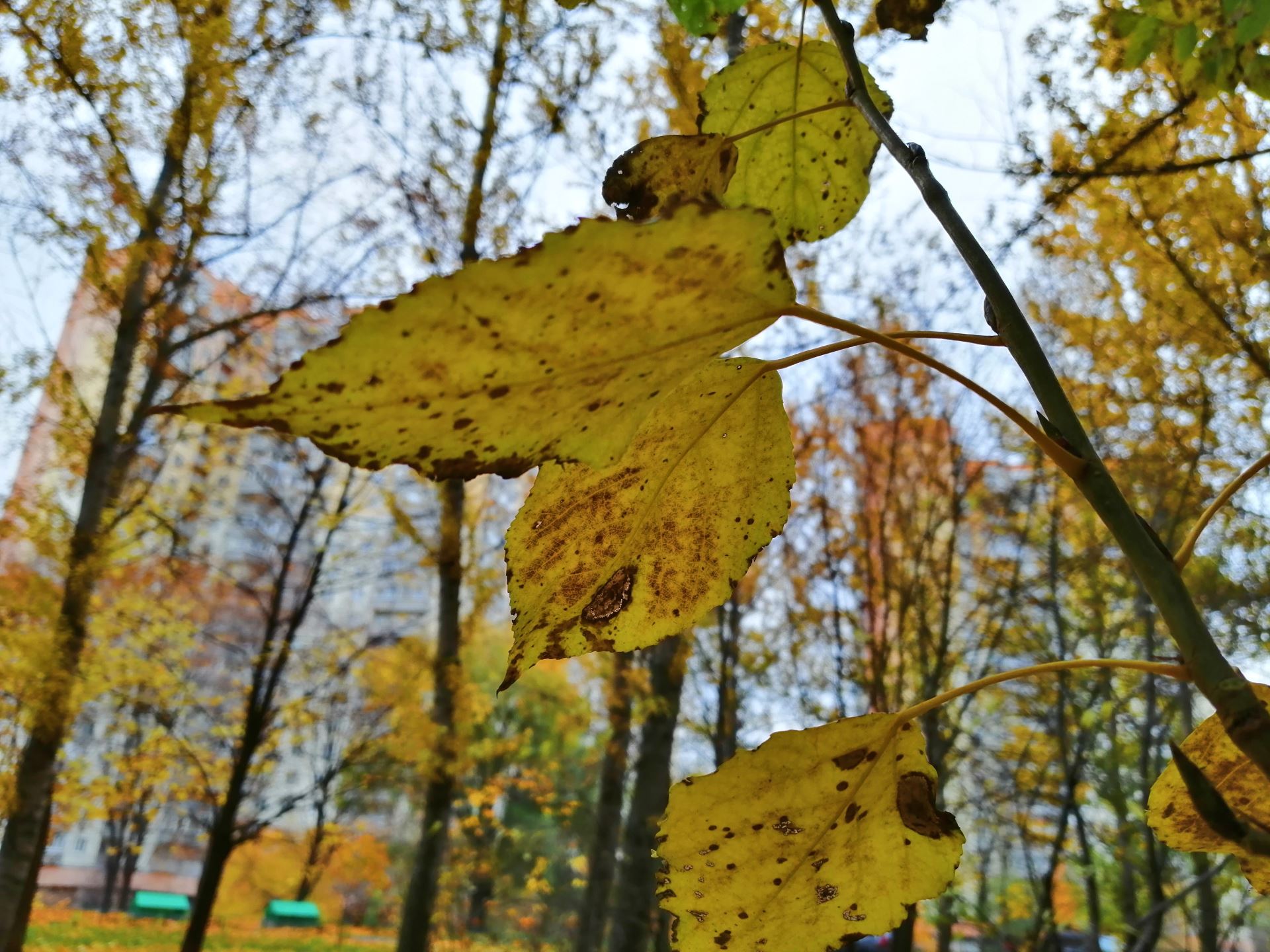 Смартфон Honor 8X - отзывы