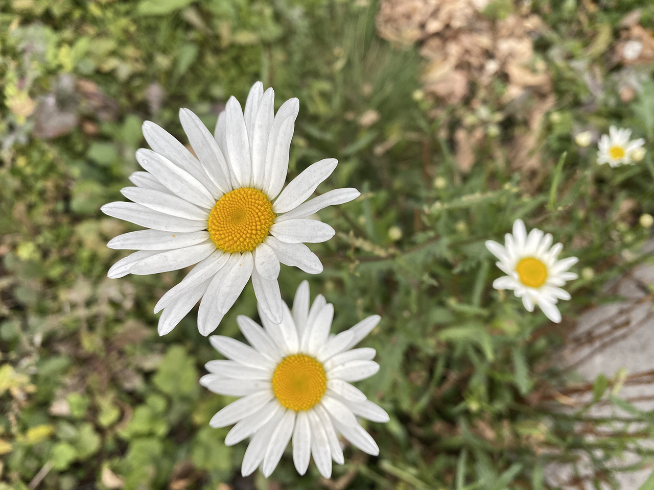 Технические характеристики Huawei Honor 4C Pro и цены