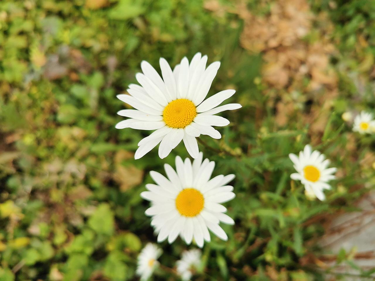 Технические характеристики Huawei Honor 4C Pro и цены