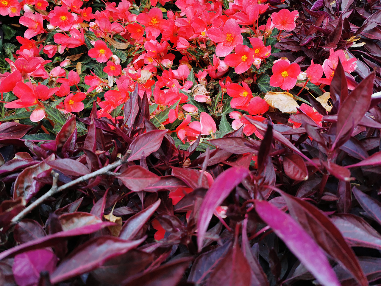 Технические характеристики Huawei Honor 4C Pro и цены