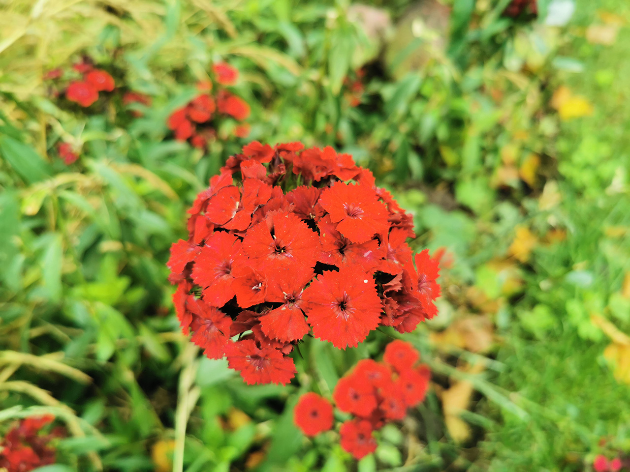 Технические характеристики Huawei Honor 4C Pro и цены