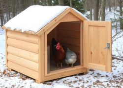 Готовый курятник зимний: как выбрать и подготовить жильё для кур, чтобы они не мерзли и не болели